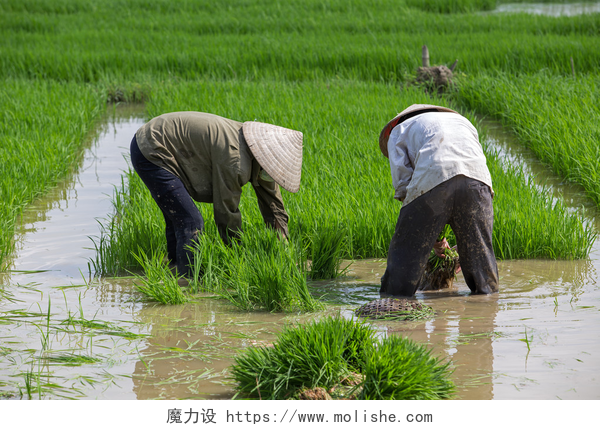 农民在田里种植水稻身份不明的农民种植水稻在越南